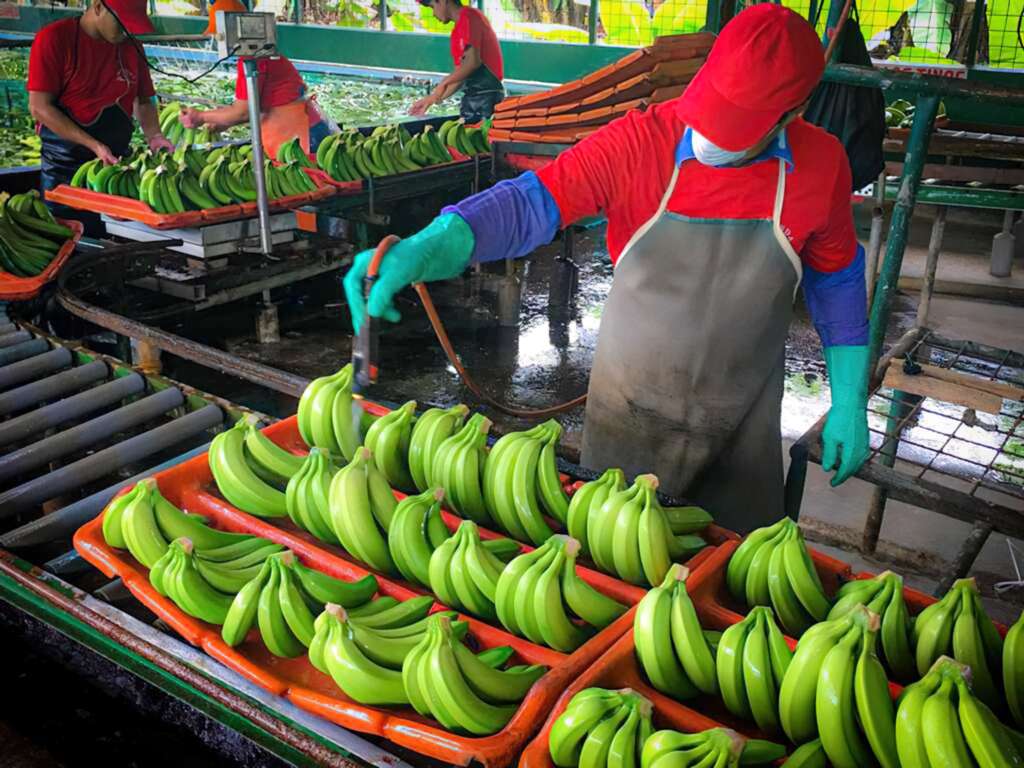 El cultivo de banano y su ciclo productivo