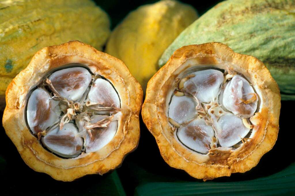 El cultivo del cacao y su importancia en Ecuador