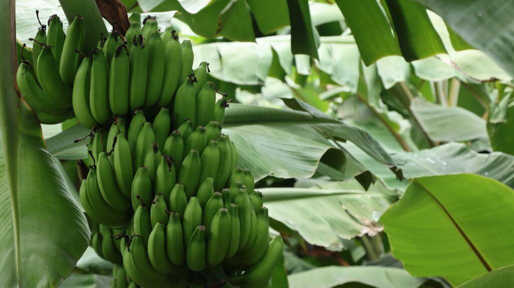 El impacto del cambio climático en la producción bananera