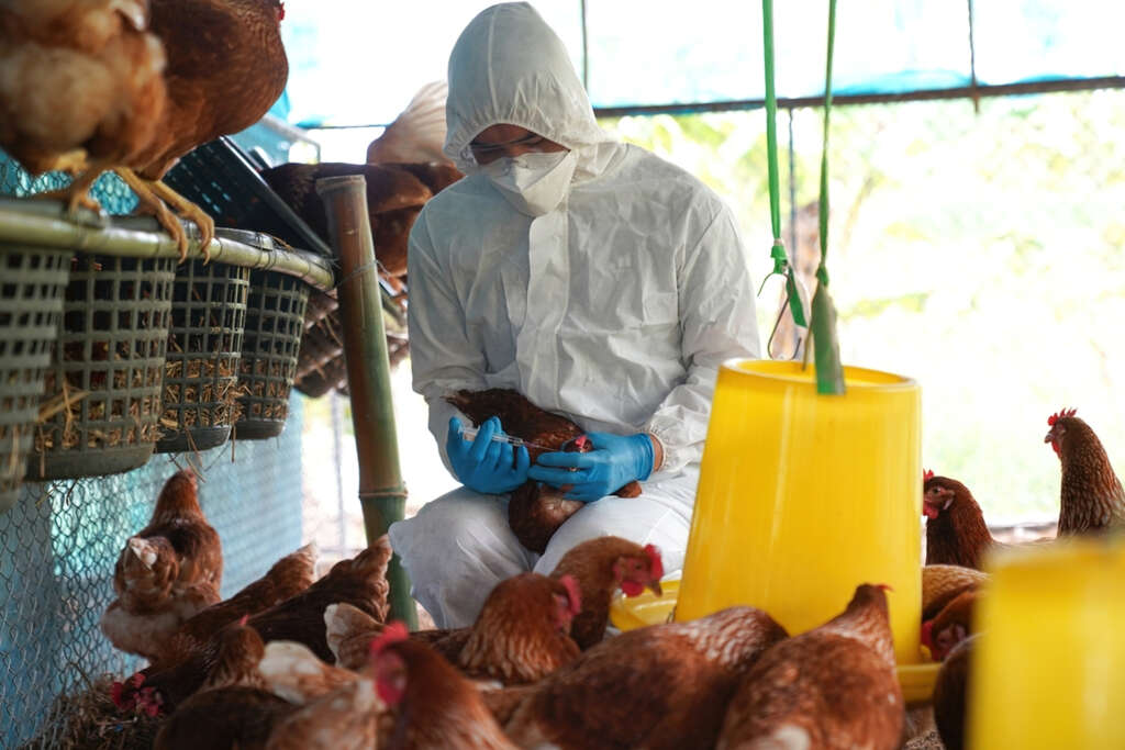Influenza aviar: ¿Qué es y por qué un cerco epidemiológico?