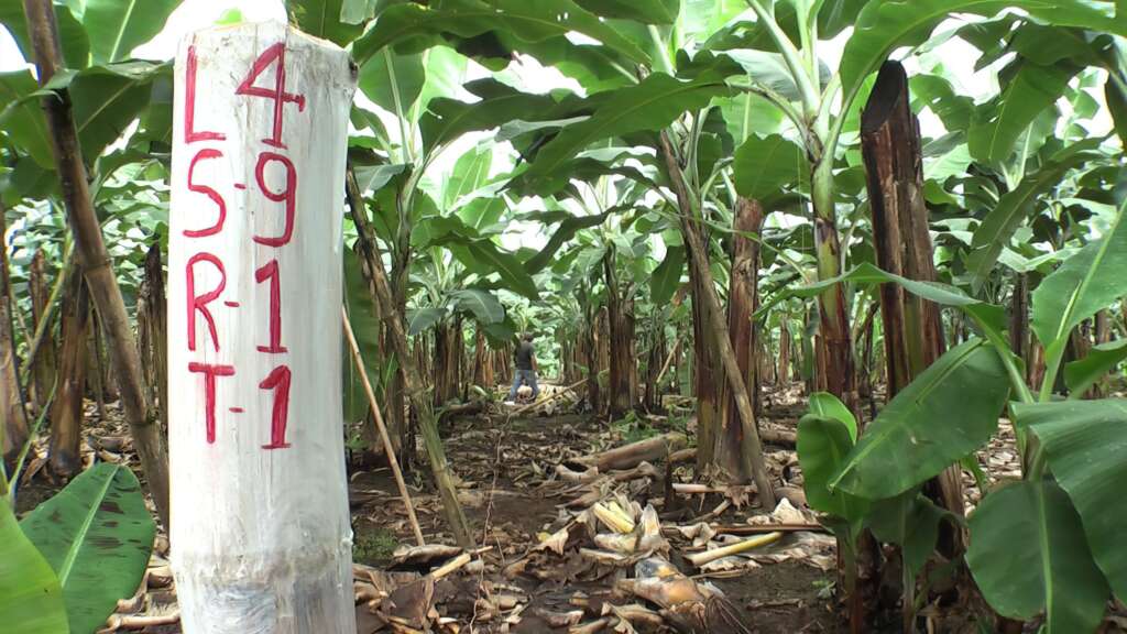 Maximiza la producción de banano con la fertilización edáfica adecuada