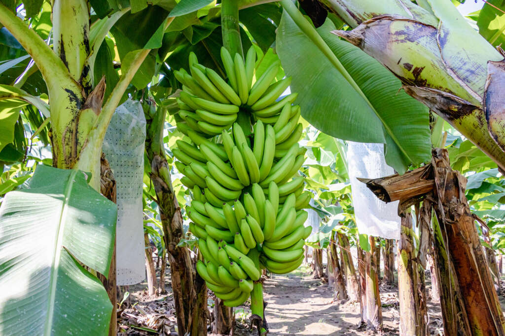 Importancia de la fertilización en el cultivo de banano