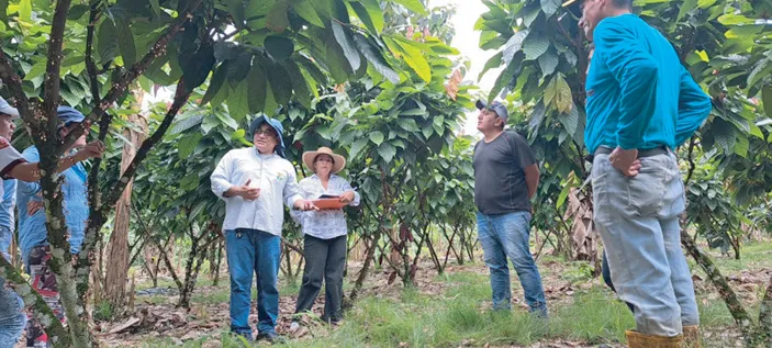 parcelas-kit-cacao