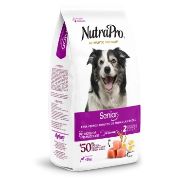 Adultos_perros_senior
